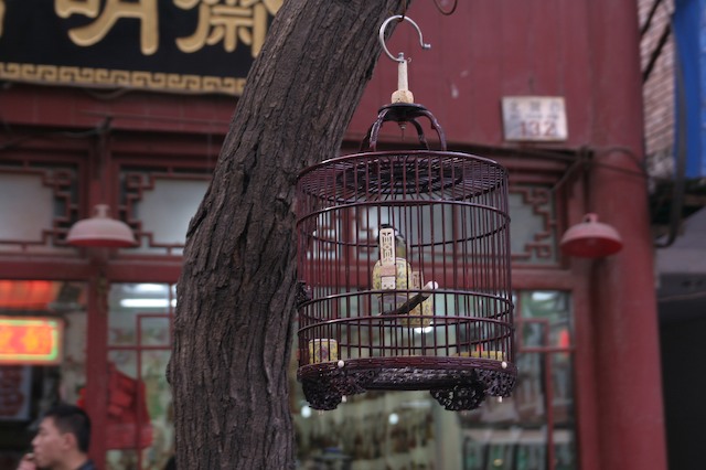 Xi'an 西安 8
